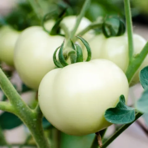 Several unpicke white tomato