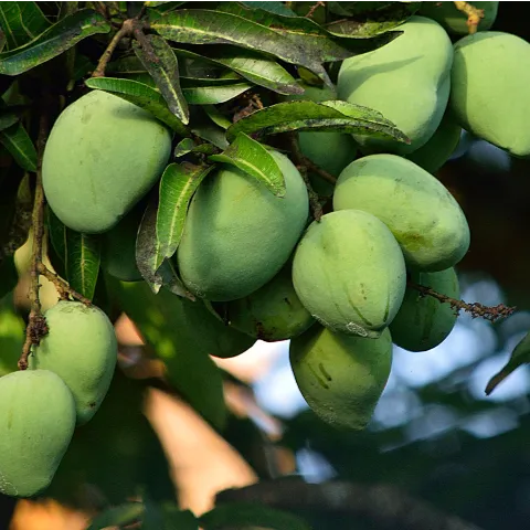 Mango seed