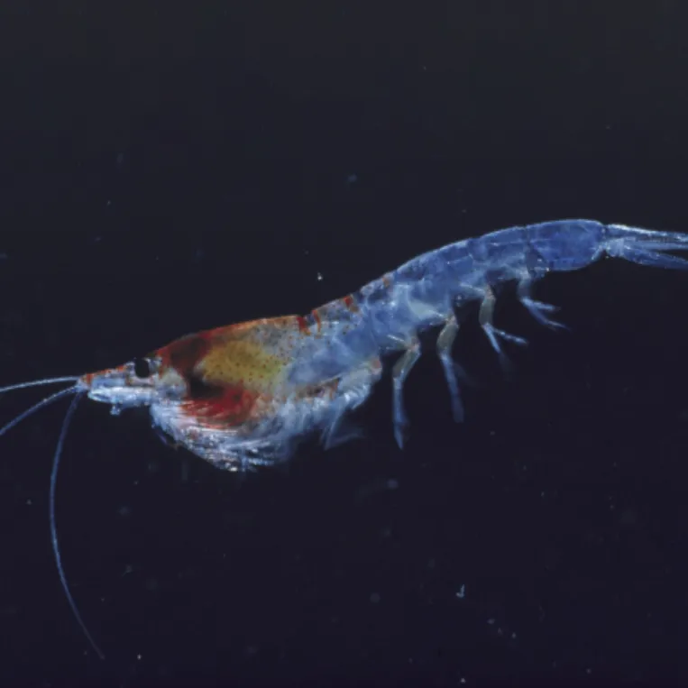 krill